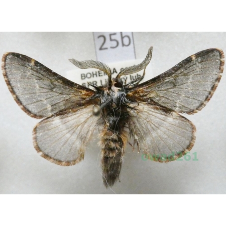 Poecilocampa populi (Linnaeus, 1758) male Czech25b